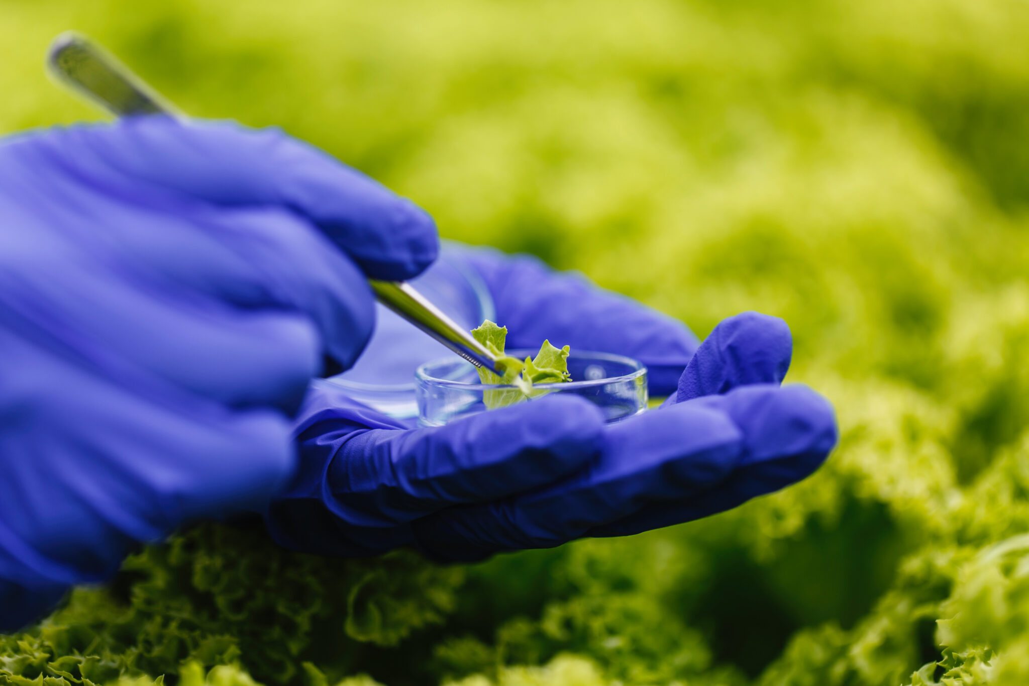 La edición genética en la agricultura avanza y refuerza la demanda de precisión molecular