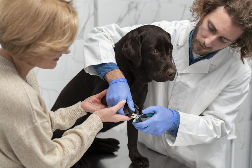 El diagnóstico molecular gana terreno en la medicina veterinaria y ayuda al tratamiento precoz de las mascotas